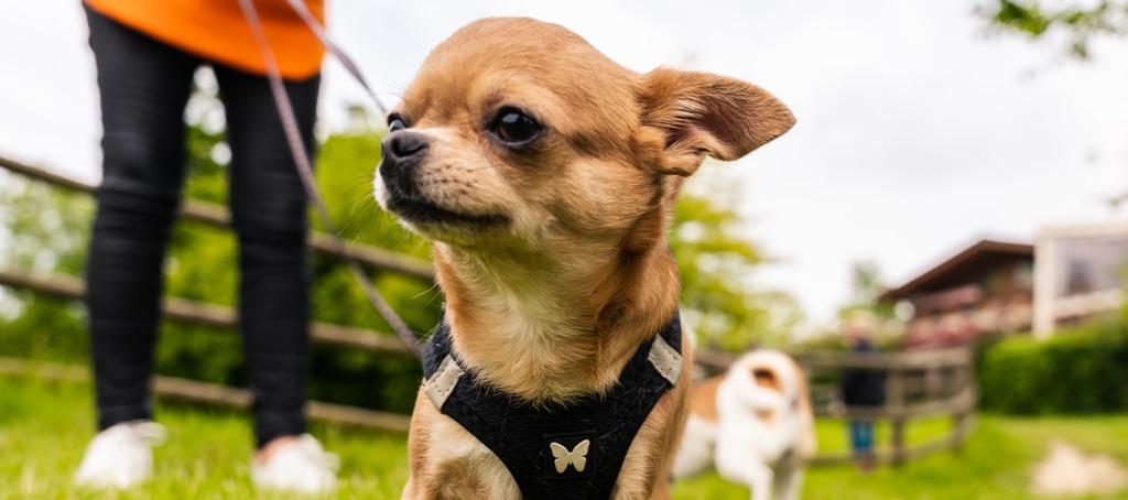 Votre chien est heureux d'être en balade autour du camping Siblu bois de bayadène